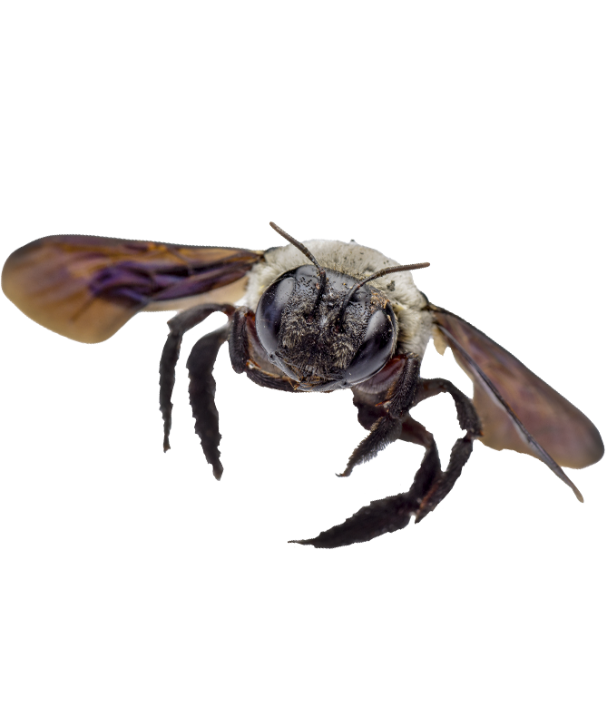 Pest Control McMahon Exterminating Home